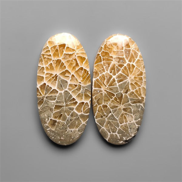 Spiderweb Coral Fossil Pair