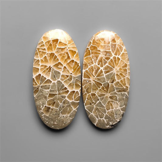 Spiderweb Coral Fossil Pair