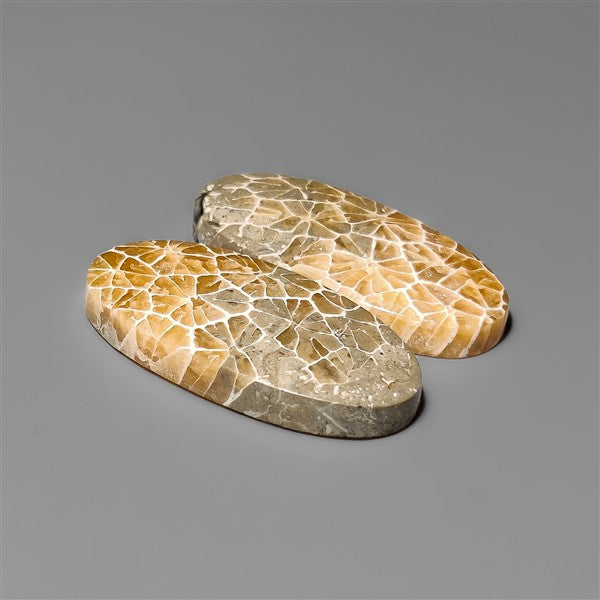 Spiderweb Coral Fossil Pair