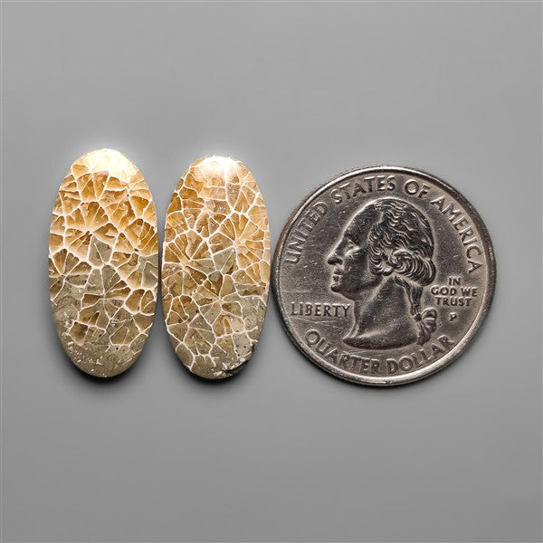 Spiderweb Coral Fossil Pair