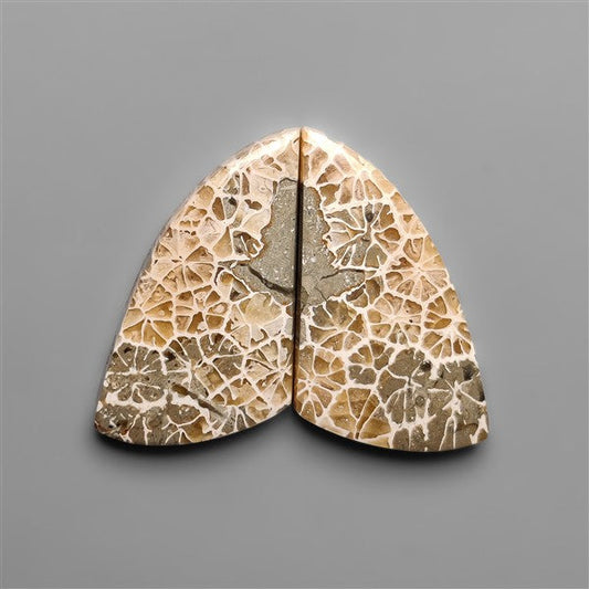 Spiderweb Coral Fossil Pair