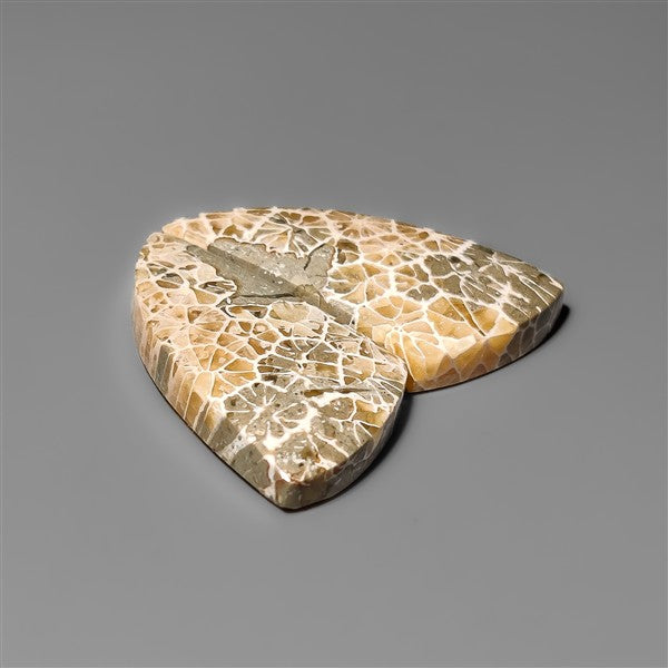Spiderweb Coral Fossil Pair