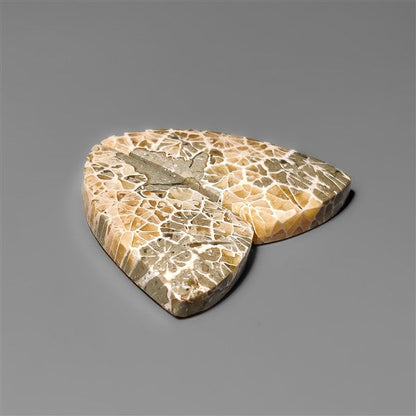Spiderweb Coral Fossil Pair