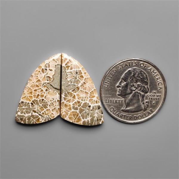 Spiderweb Coral Fossil Pair