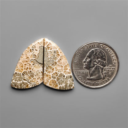 Spiderweb Coral Fossil Pair