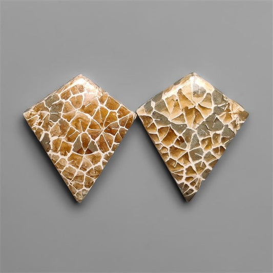 Spiderweb Coral Fossil Pair