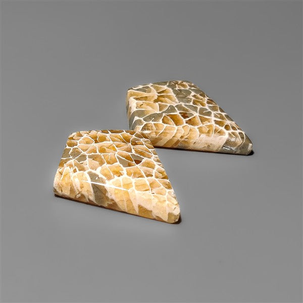 Spiderweb Coral Fossil Pair