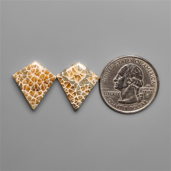 Spiderweb Coral Fossil Pair