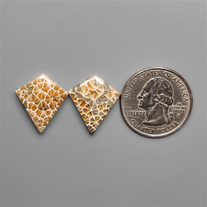 Spiderweb Coral Fossil Pair