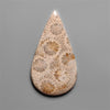 Coral Fossil Cabochon