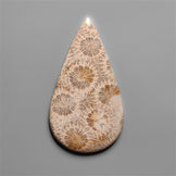 Coral Fossil Cabochon
