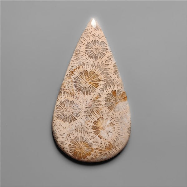 Coral Fossil Cabochon
