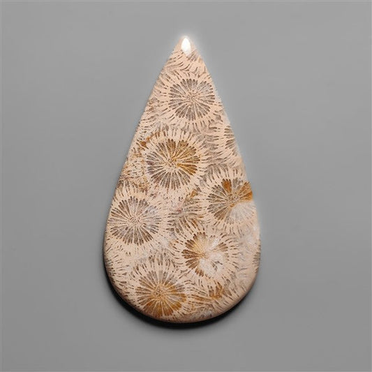 Coral Fossil Cabochon
