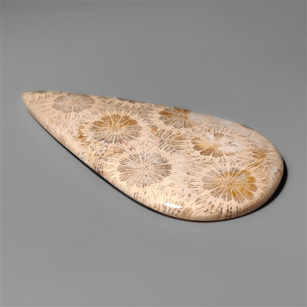 Coral Fossil Cabochon