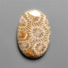 Coral Fossil Cabochon