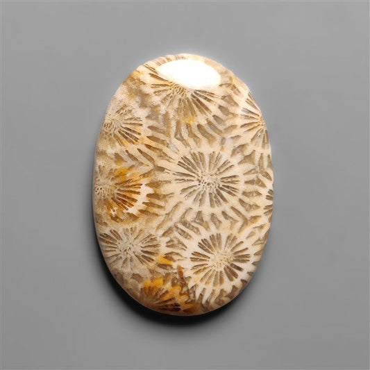 Coral Fossil Cabochon