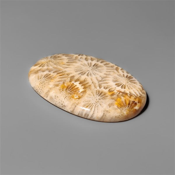 Coral Fossil Cabochon
