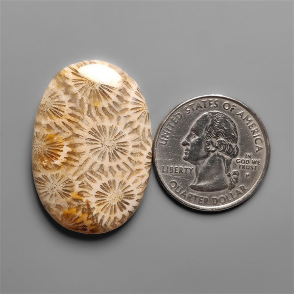 Coral Fossil Cabochon