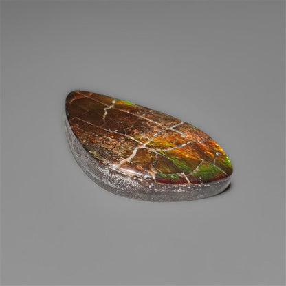 AAA Ammolite