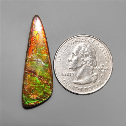 AAA Ammolite
