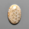 Fossil Coral Cabochon