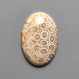 Fossil Coral Cabochon