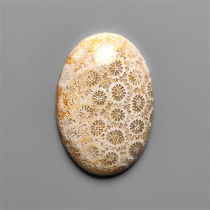 Fossil Coral Cabochon