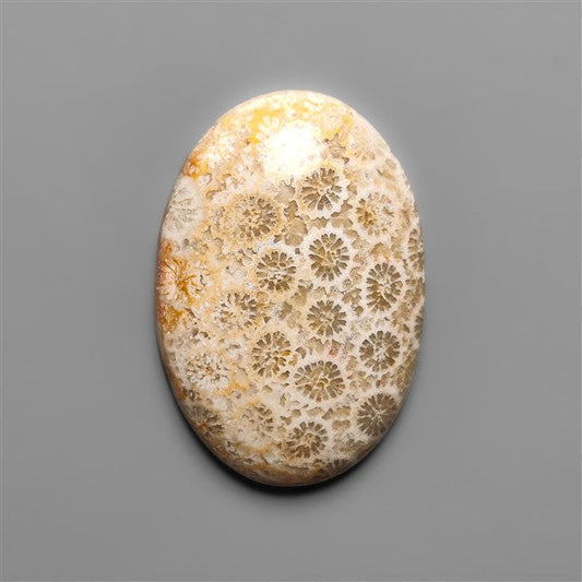 Fossil Coral Cabochon