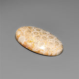 Fossil Coral Cabochon