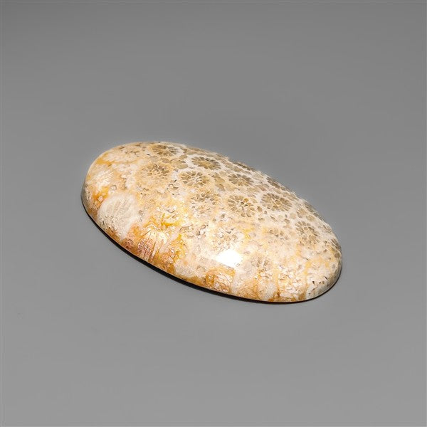 Fossil Coral Cabochon