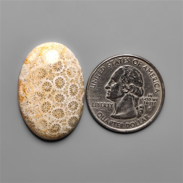 Fossil Coral Cabochon