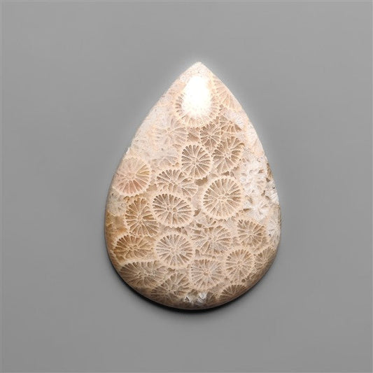 Fossil Coral Cabochon