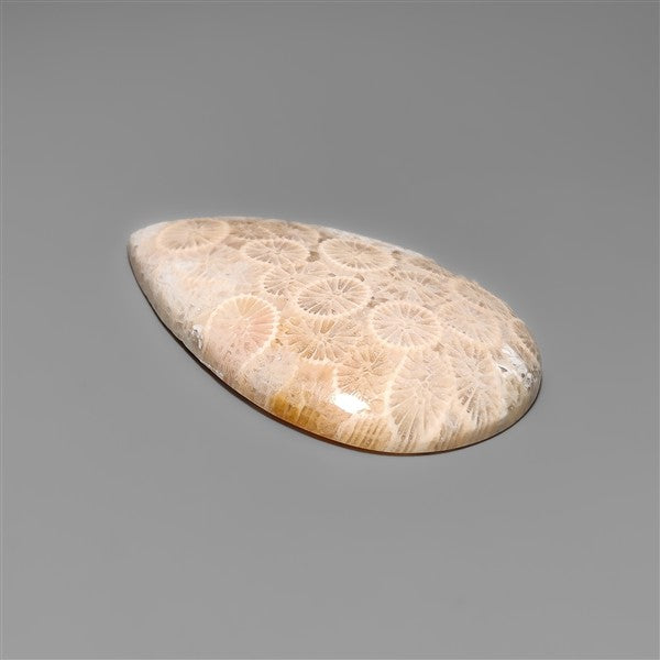 Fossil Coral Cabochon