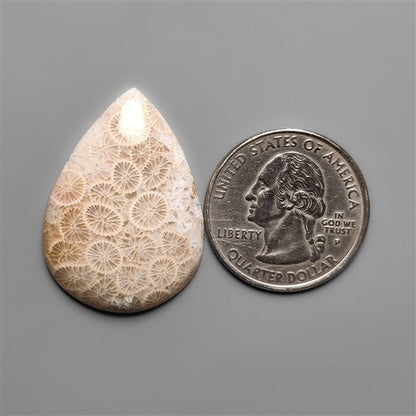Fossil Coral Cabochon