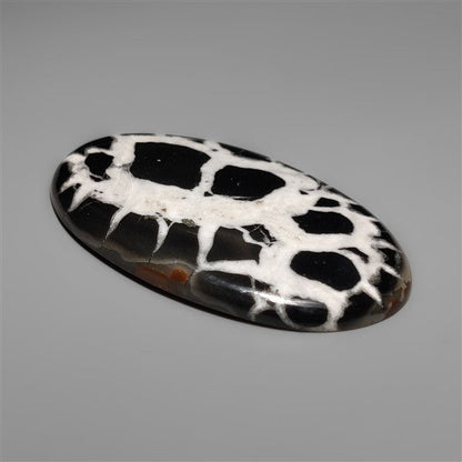 Black Septarian Fossil