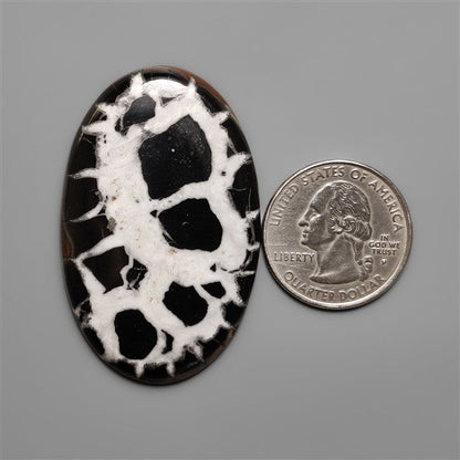 Black Septarian Fossil