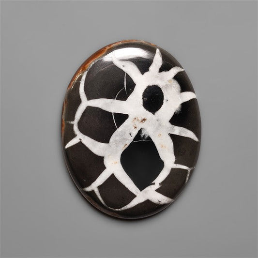 Black Septarian Fossil