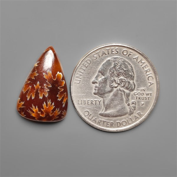 Suture Ammonite Fossil Cabochon