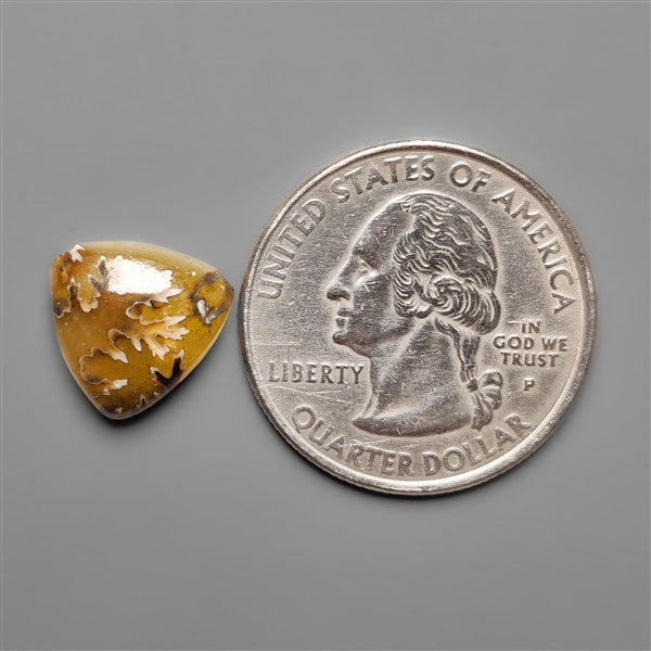 Suture Ammonite Fossil Cabochon