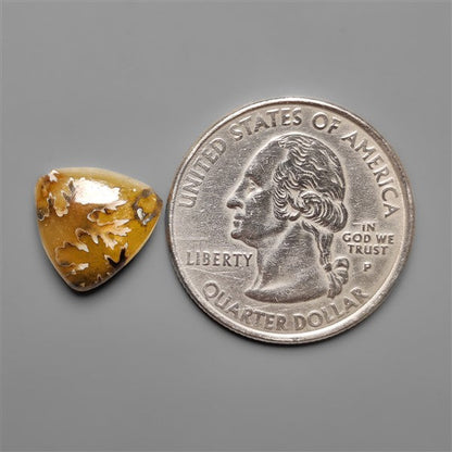 Suture Ammonite Fossil Cabochon