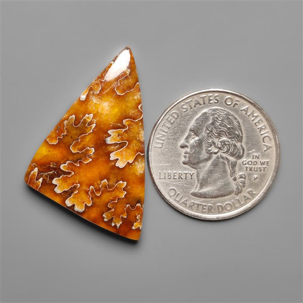 Suture Ammonite Fossil Cabochon