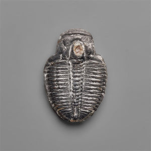 Rare Trilobite Fossil