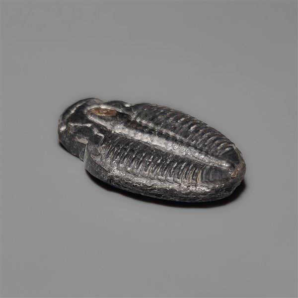 Rare Trilobite Fossil