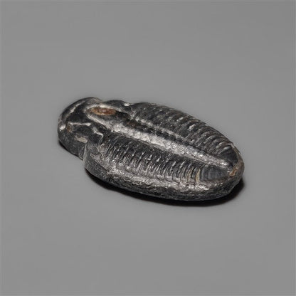 Rare Trilobite Fossil