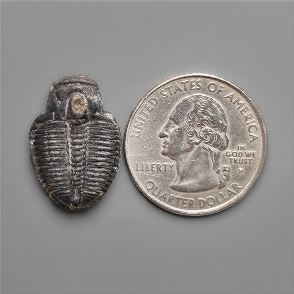 Rare Trilobite Fossil