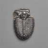 Rare Trilobite Fossil