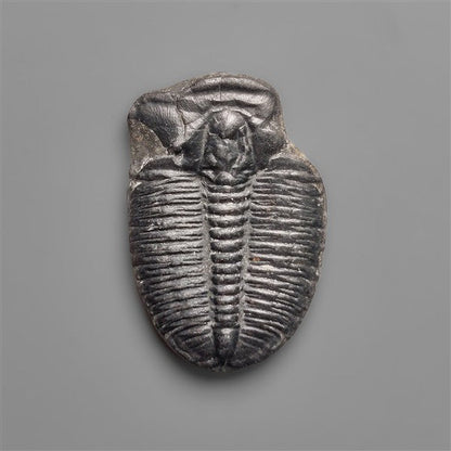 Rare Trilobite Fossil