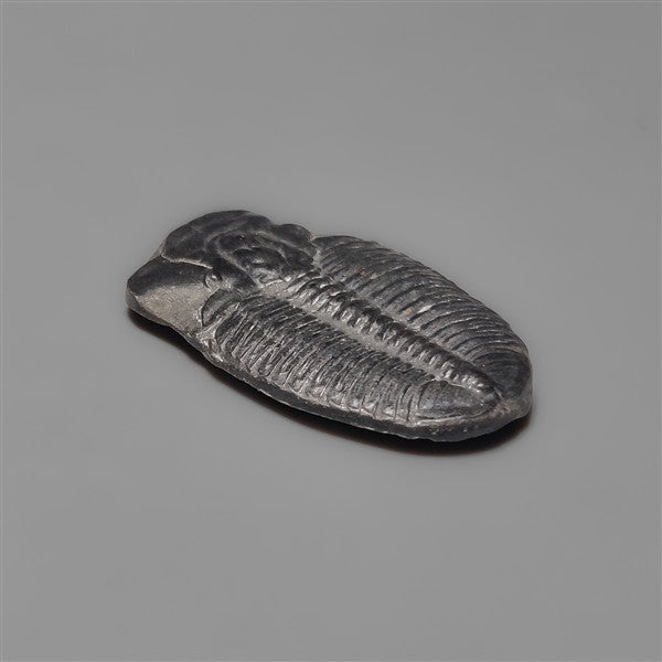 Rare Trilobite Fossil