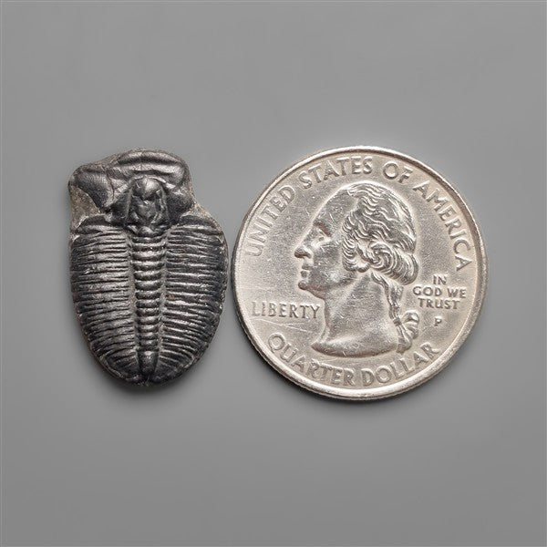 Rare Trilobite Fossil