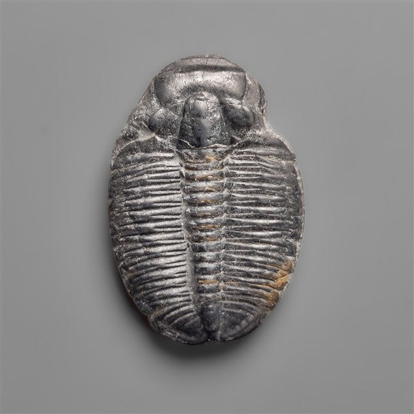 Rare Trilobite Fossil